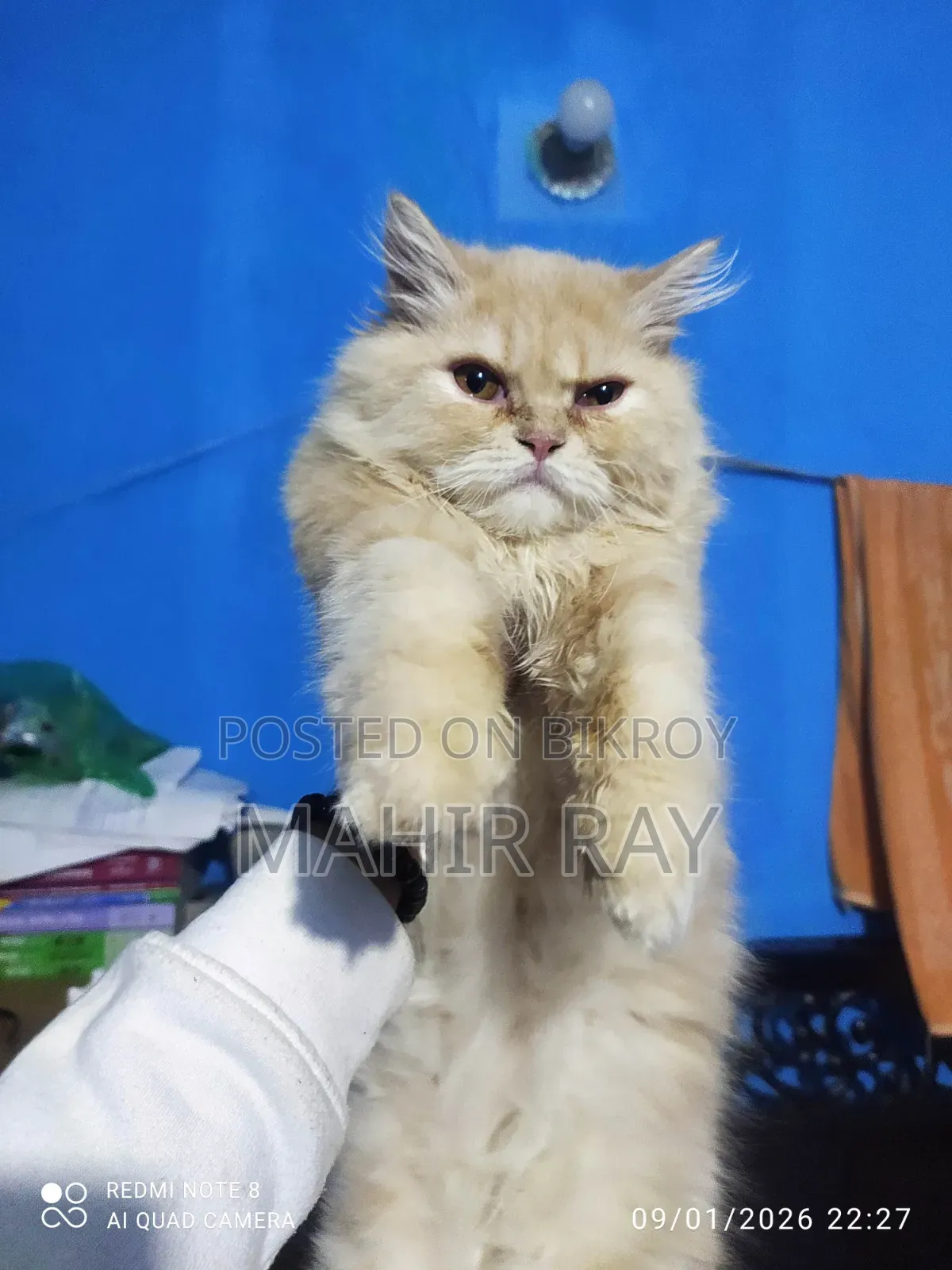 3-6 Months Male Purebred Persian