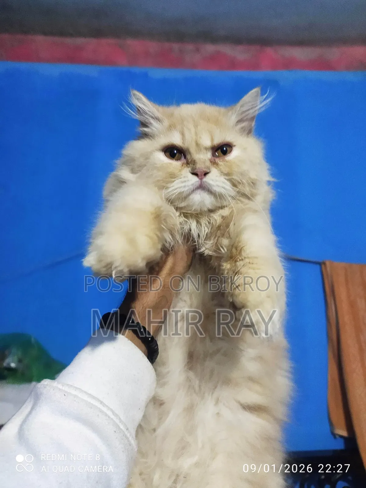 3-6 Months Male Purebred Persian
