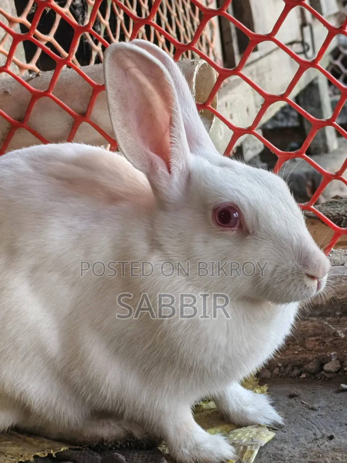 পুরুষ খরগোশ