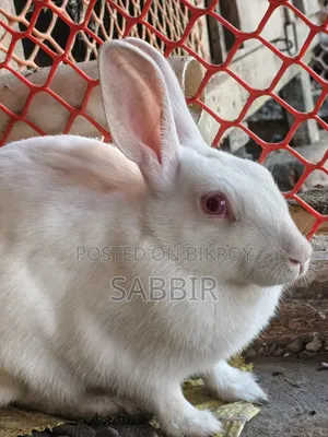 পুরুষ খরগোশ