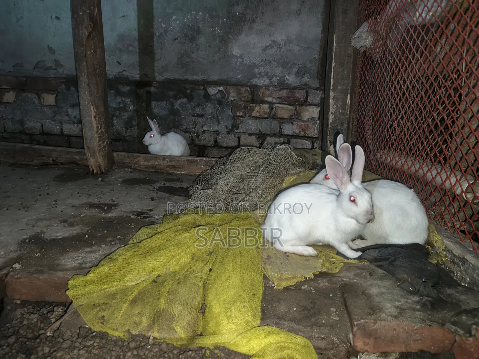 পুরুষ খরগোশ