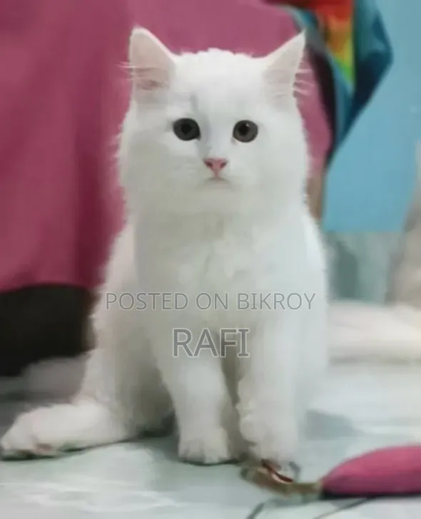 1-3 Months Male Purebred Persian