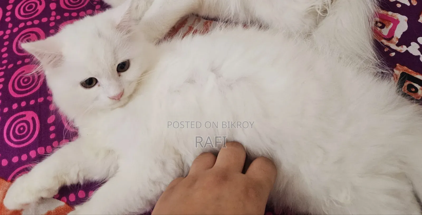 1-3 Months Male Purebred Persian