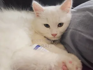 1-3 Months Male Purebred Persian