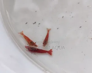 Fire Red Shrimp