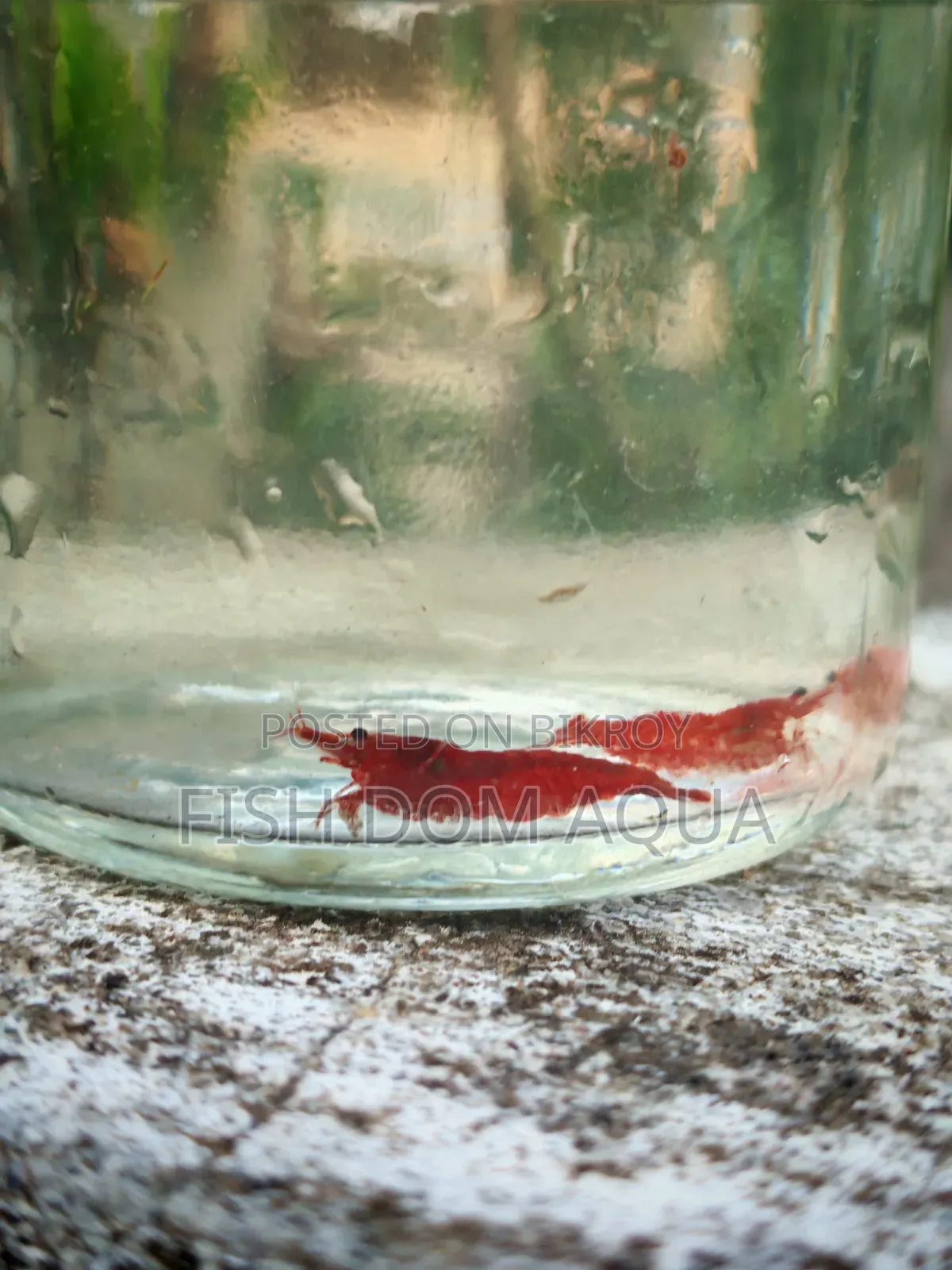 Fire Red Shrimp