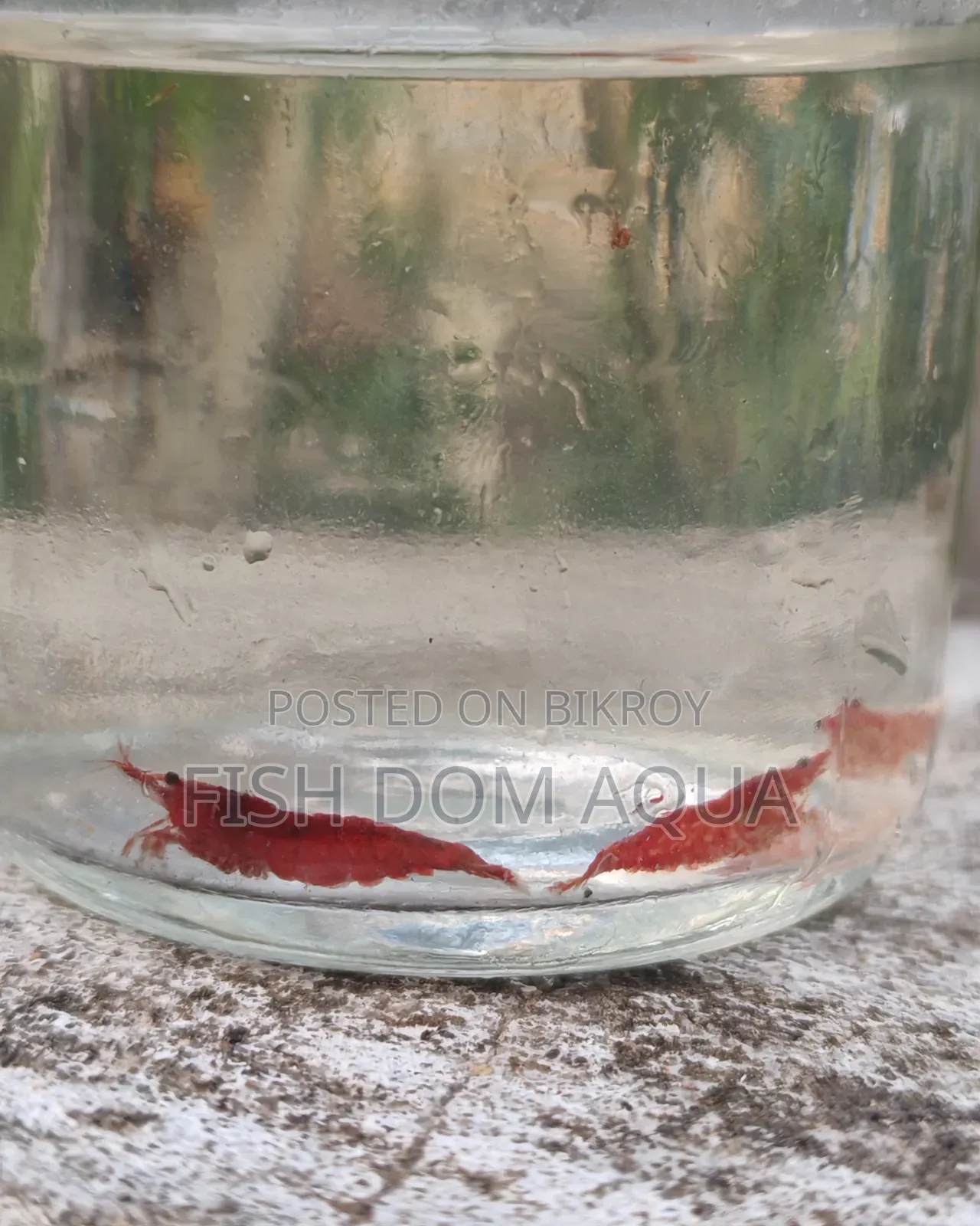 Fire Red Shrimp