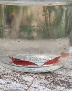 Fire Red Shrimp