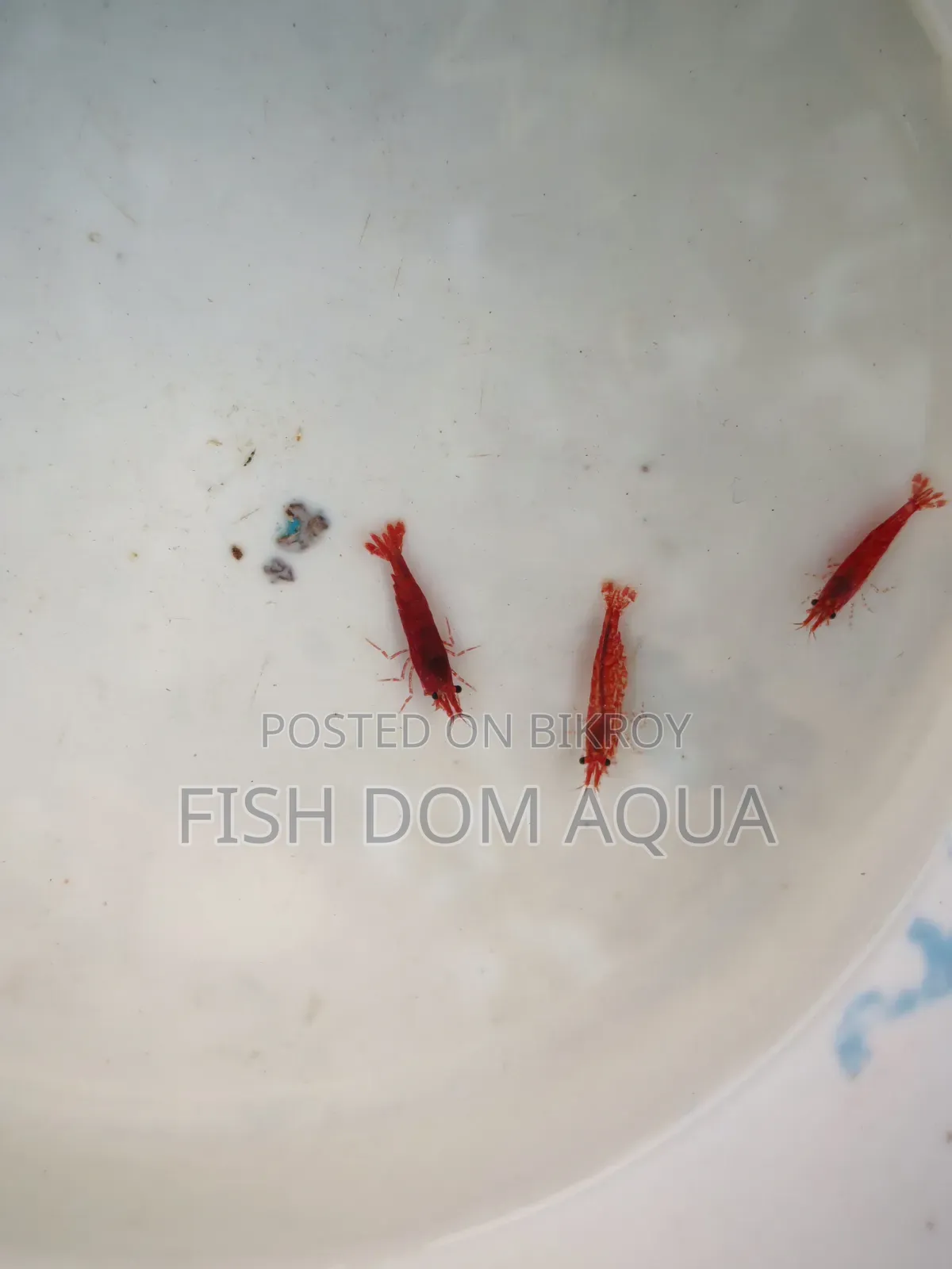 Fire Red Shrimp