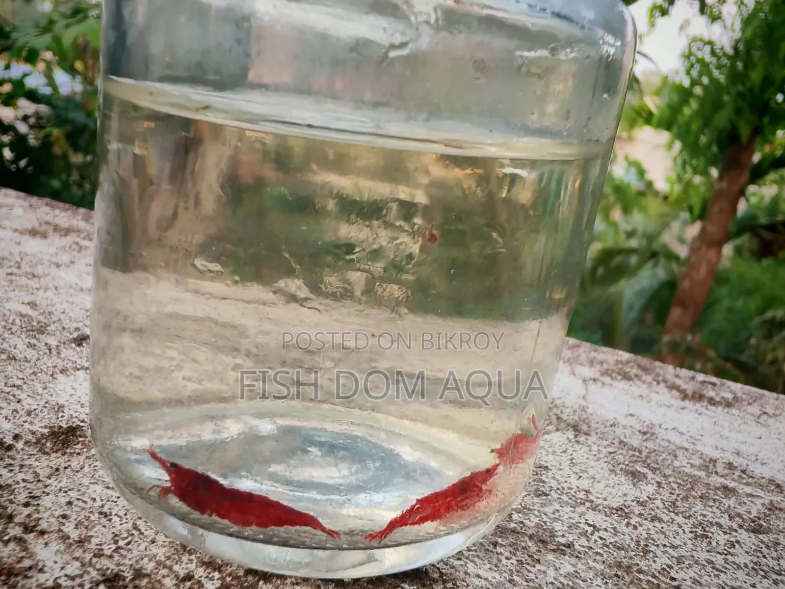 Fire Red Shrimp
