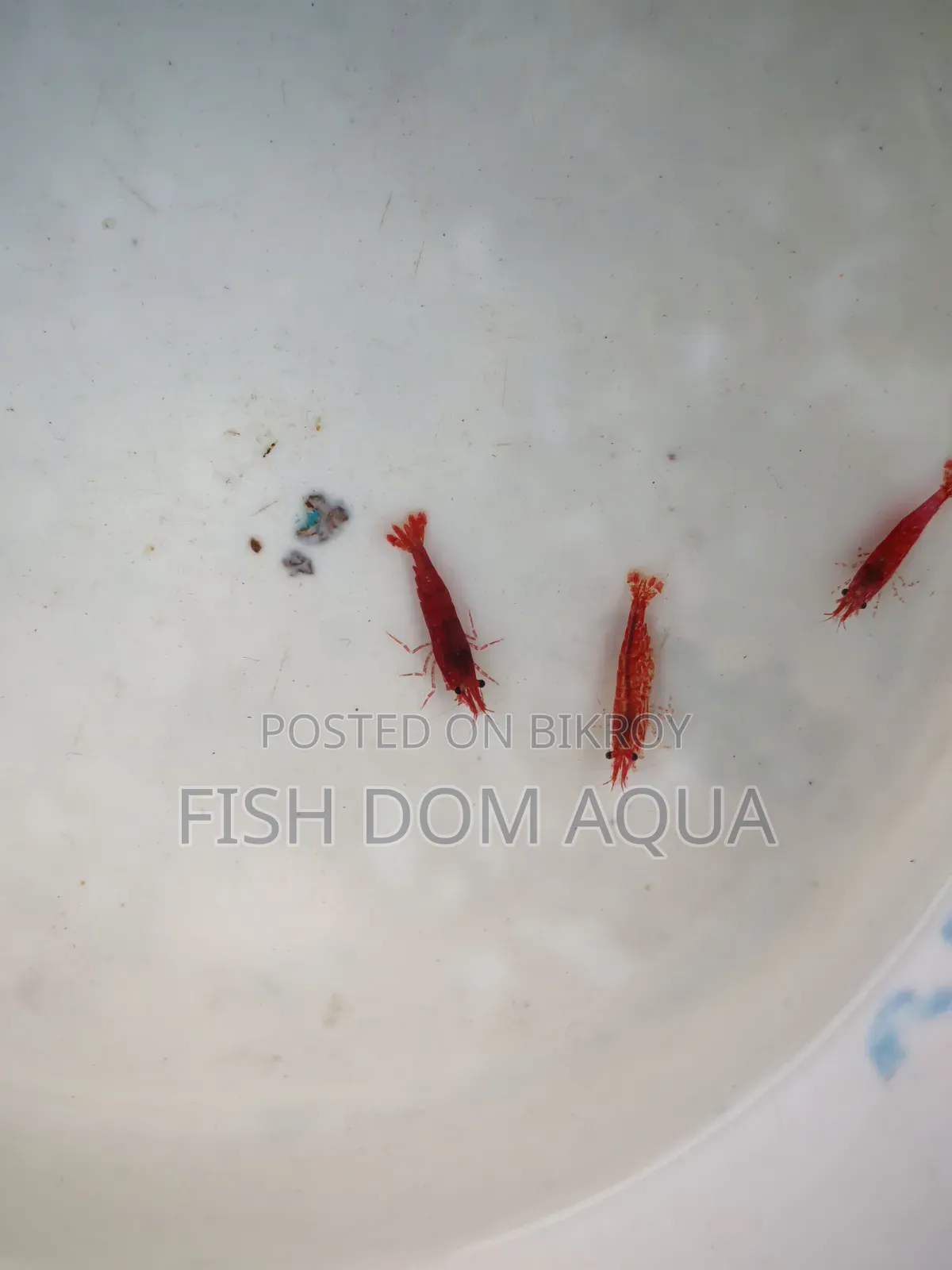 Fire Red Shrimp