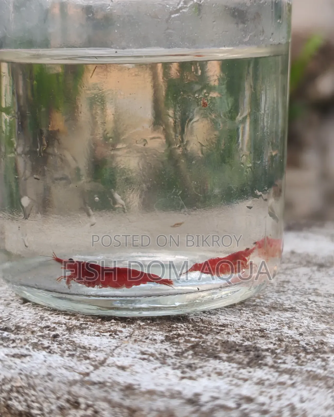 Fire Red Shrimp