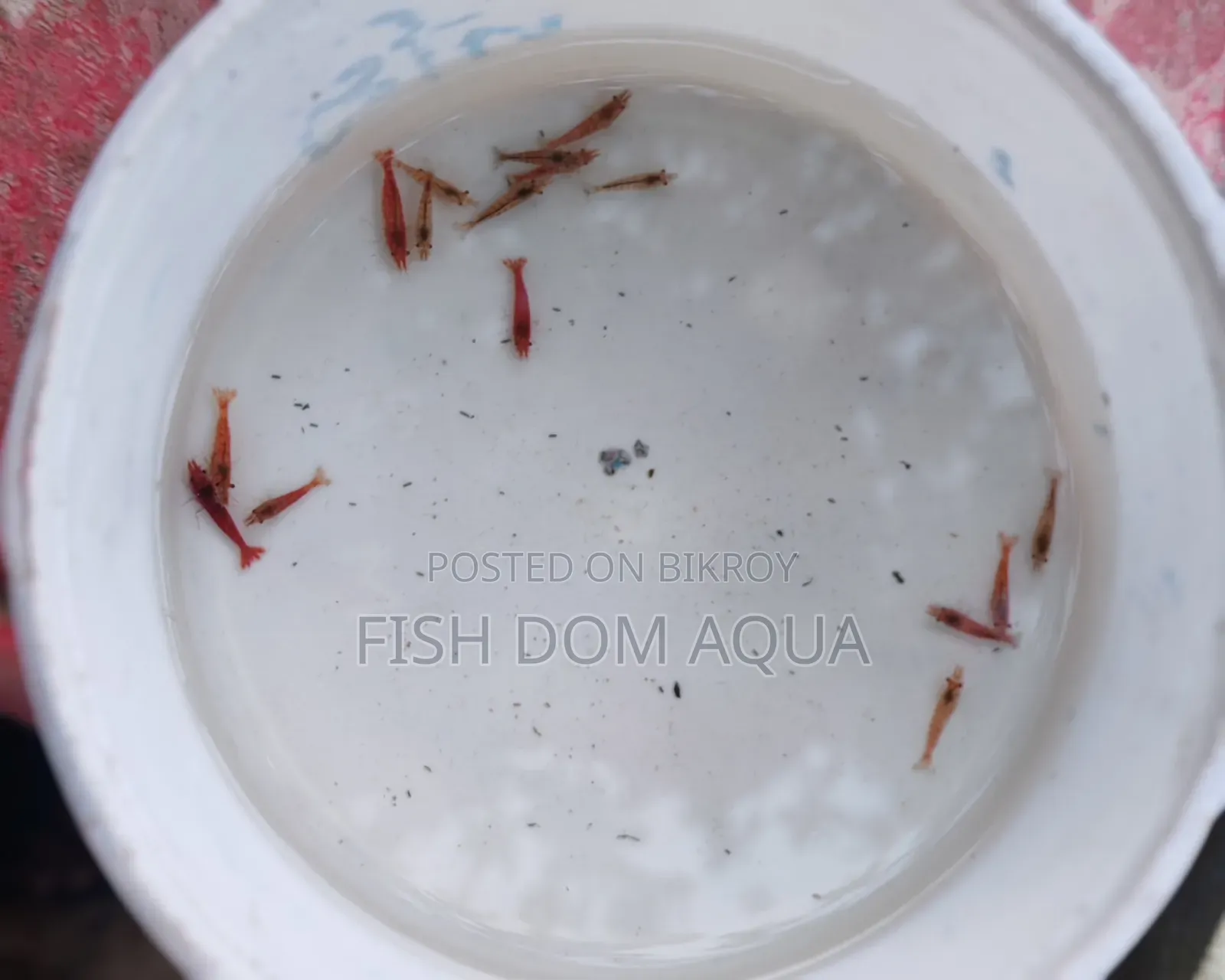 Fire Red Shrimp