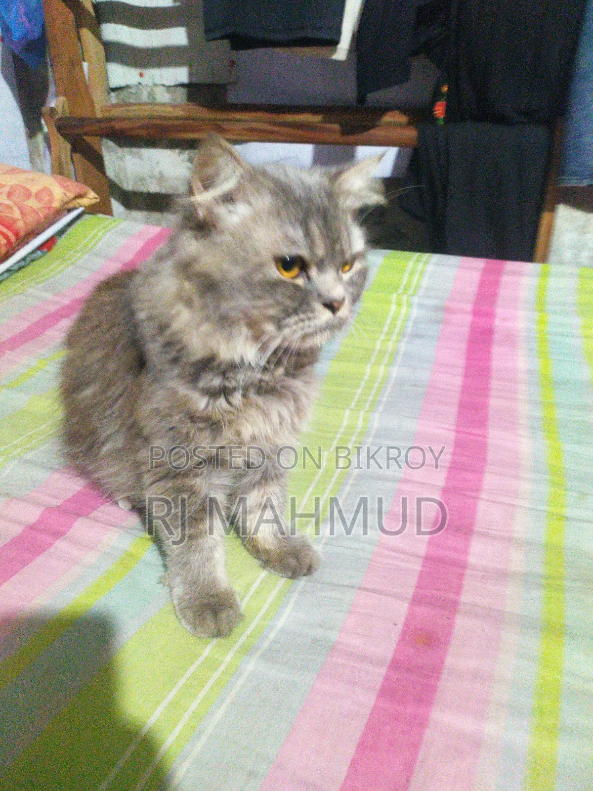 6-12 Months Female Purebred Persian