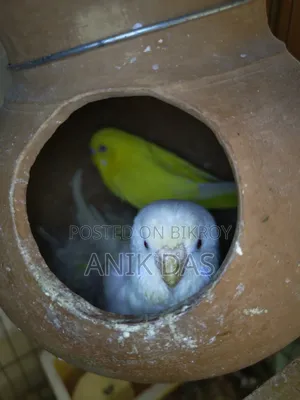 Bajrigar Adult Pair With Egg
