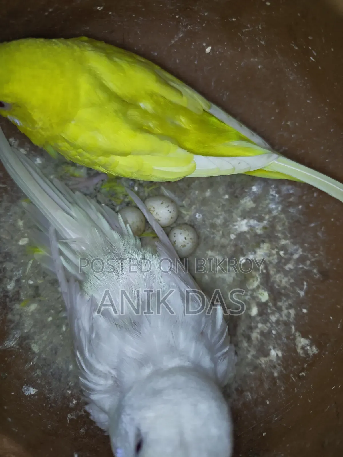 Bajrigar Adult Pair With Egg