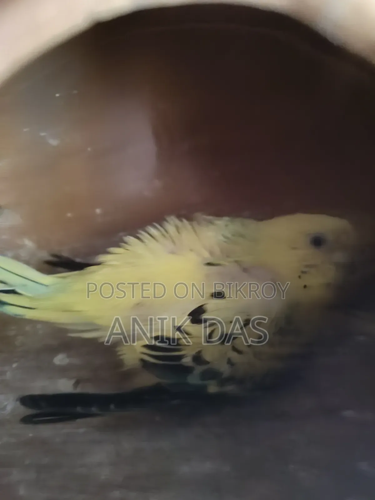Budgerigar Adult Pair With Eggs