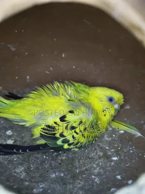 Budgerigar Adult Pair With Eggs