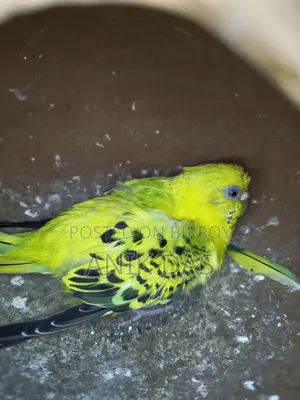 Budgerigar Adult Pair With Eggs