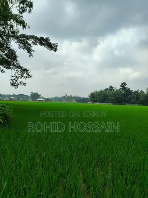 রংপুরে পাঁচশতক জমি বিক্রয় হবে রাস্তার সাথেই