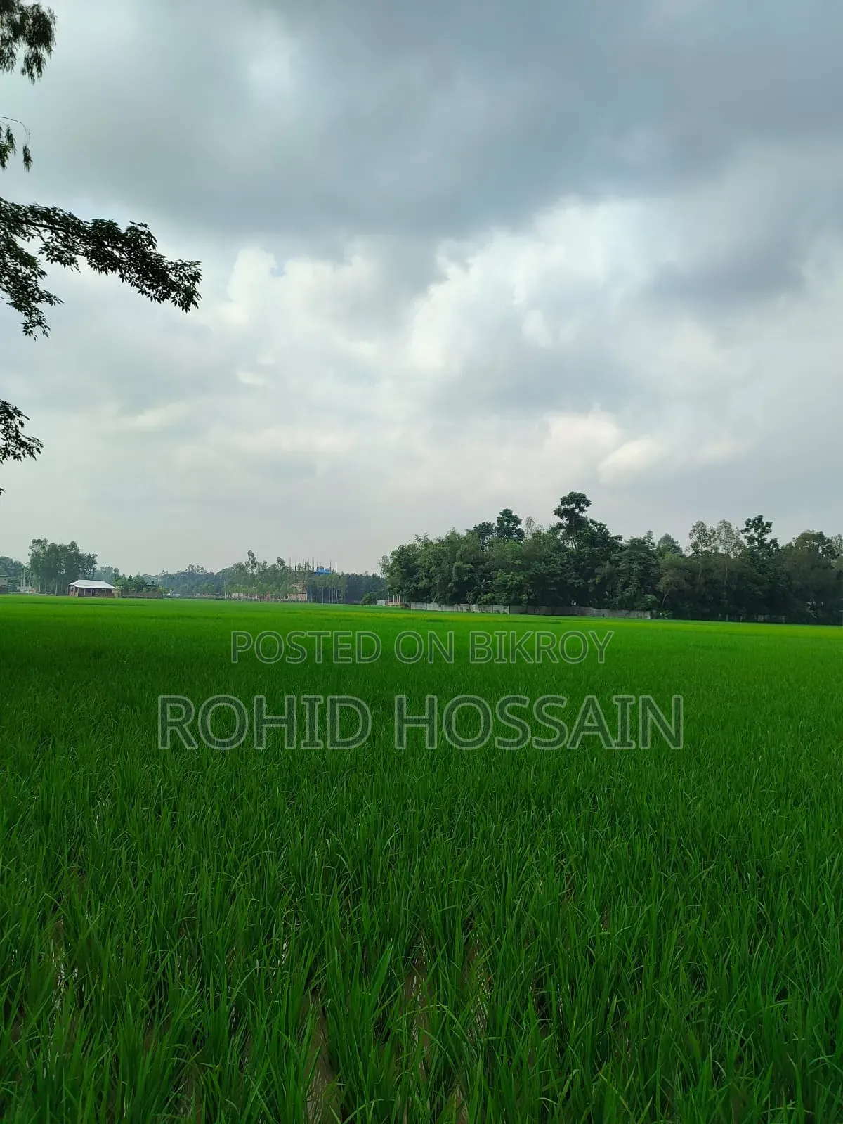 5 Decimal Land for Sale in Rangpur Beside the Road
