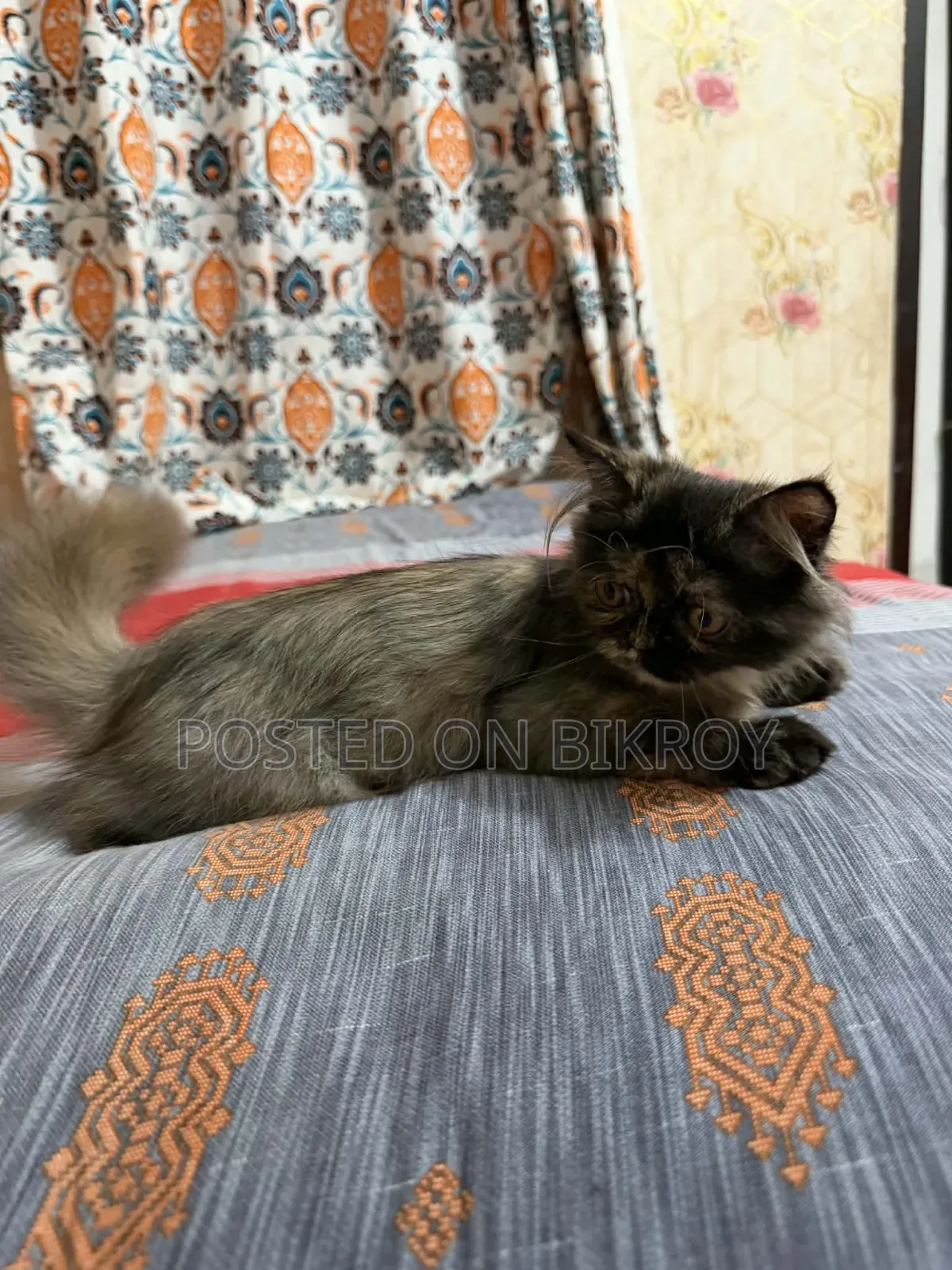 1-3 Months Female Purebred Persian