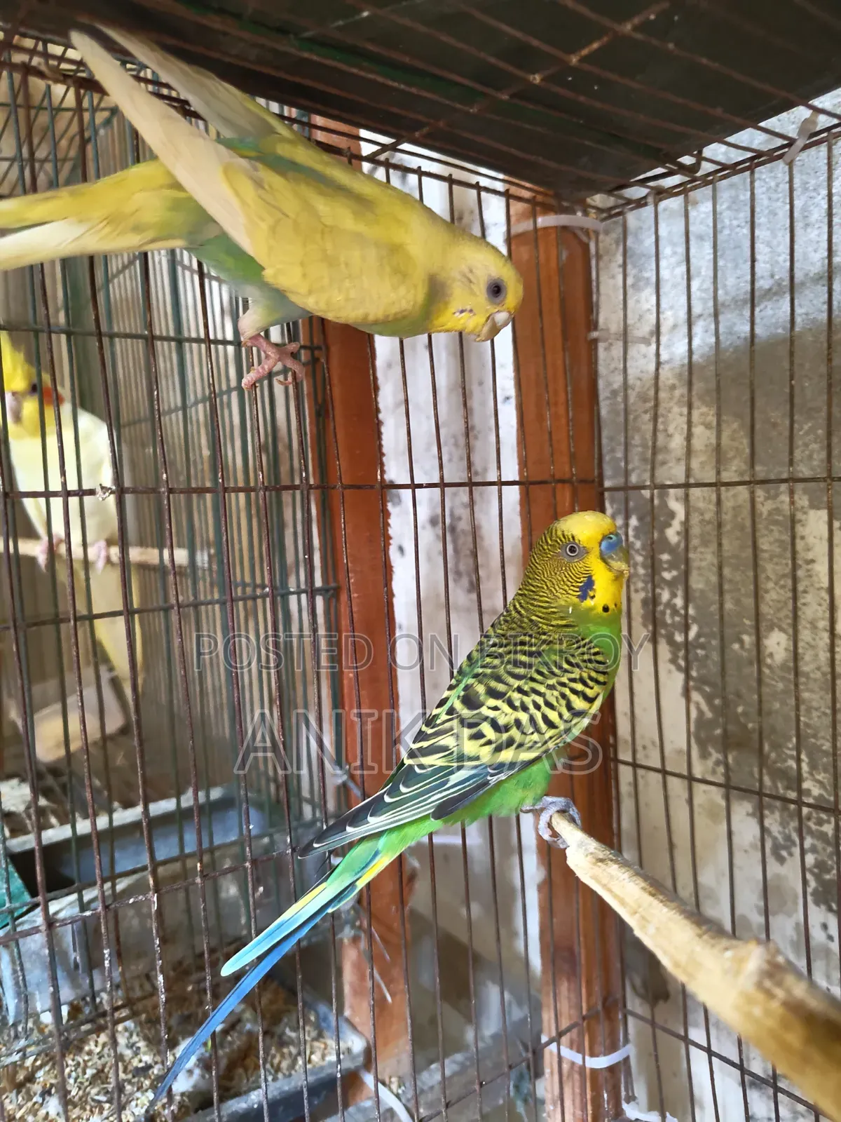 Bajrigar Adult Pair With Baby