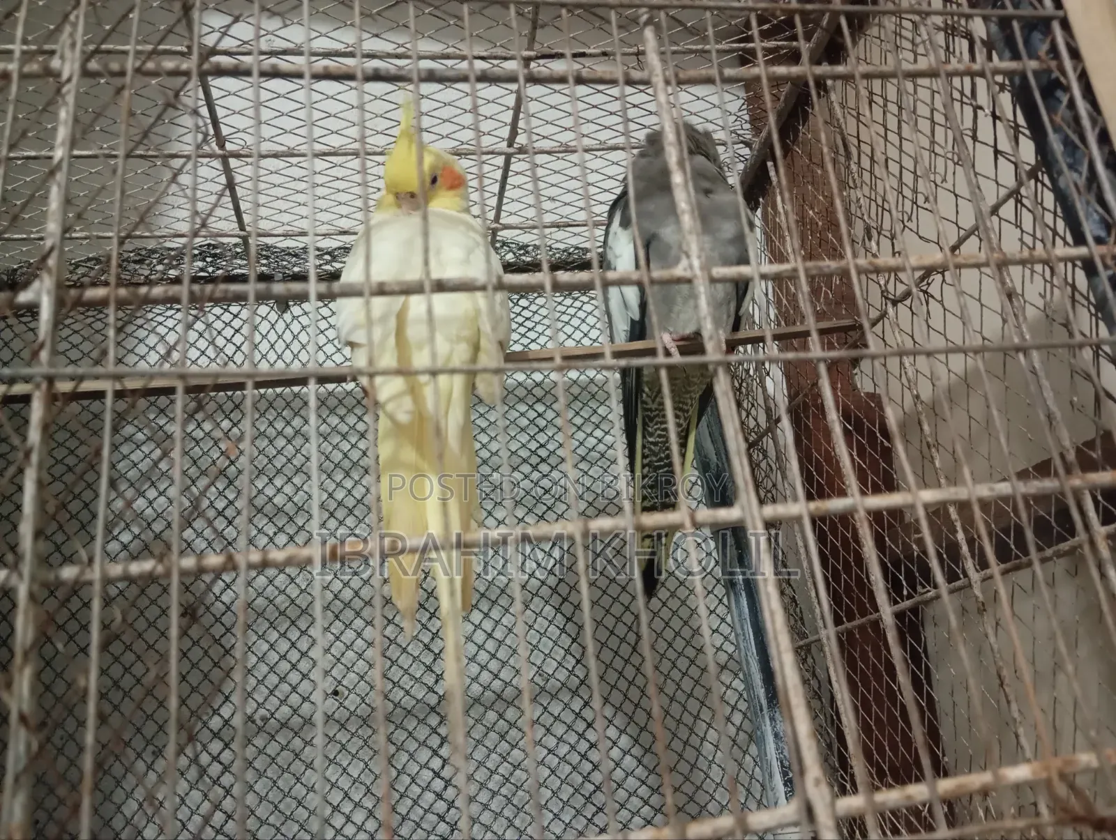 ককাটেল পাখি