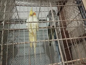 ককাটেল পাখি