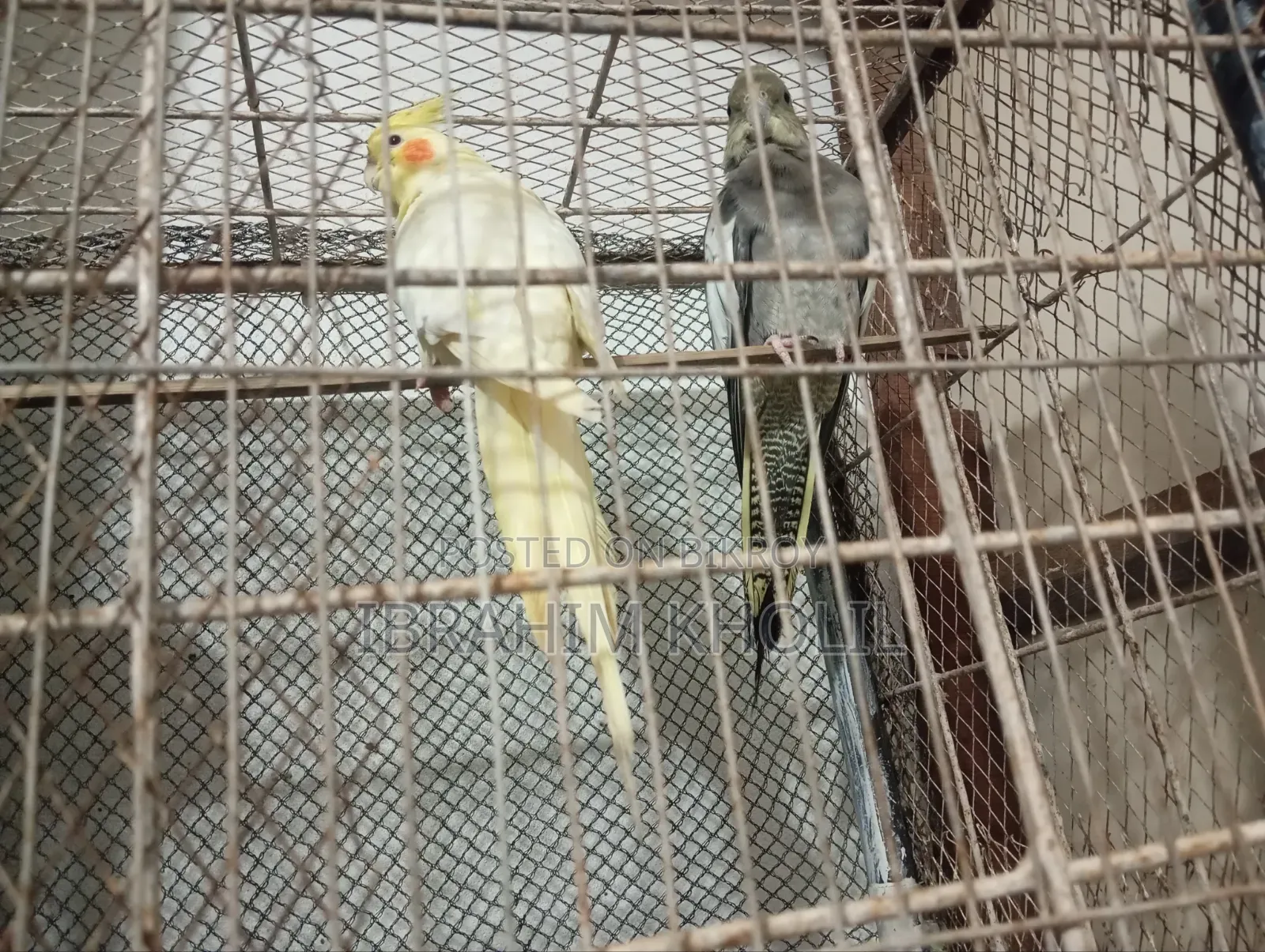 ককাটেল পাখি