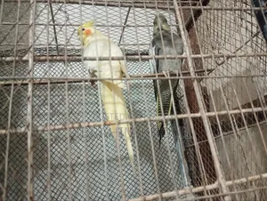 ককাটেল পাখি