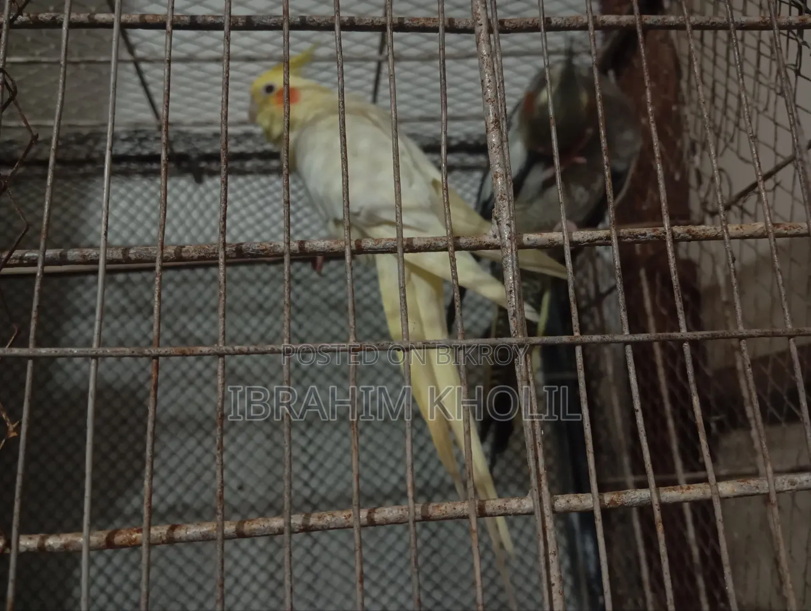 ককাটেল পাখি