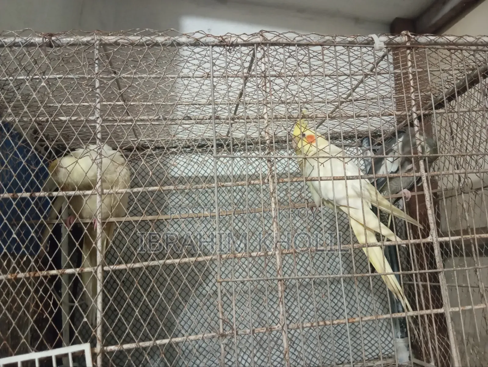 ককাটেল পাখি
