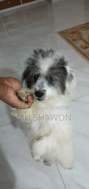 1+ year old male mixed breed Shih Tzu