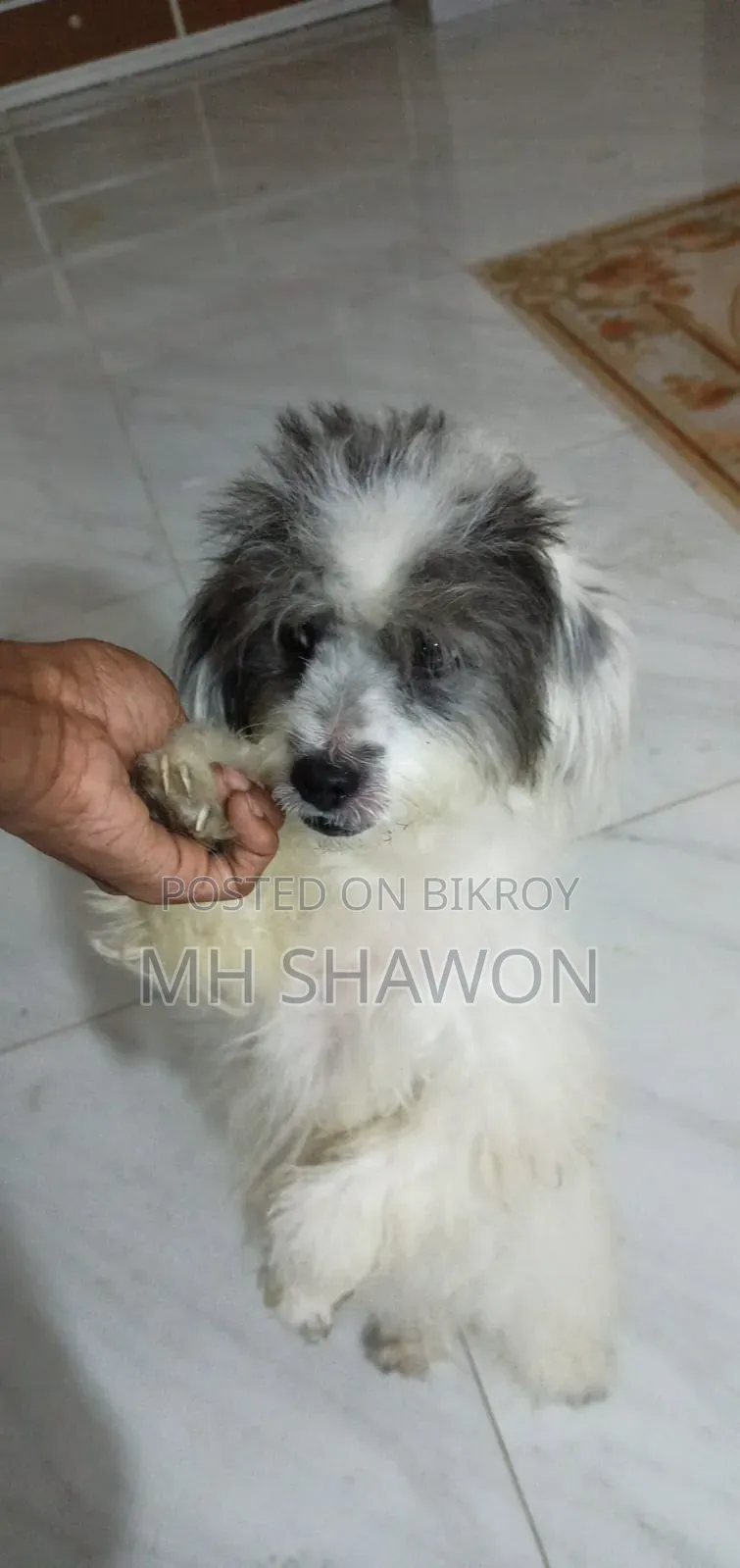1+ year old male mixed breed Shih Tzu