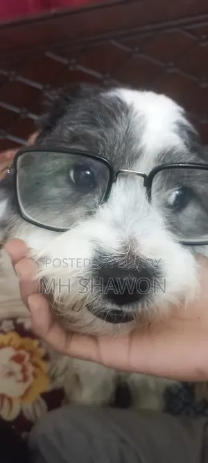 1+ year old male mixed breed Shih Tzu