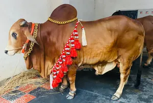 Cow Necklace