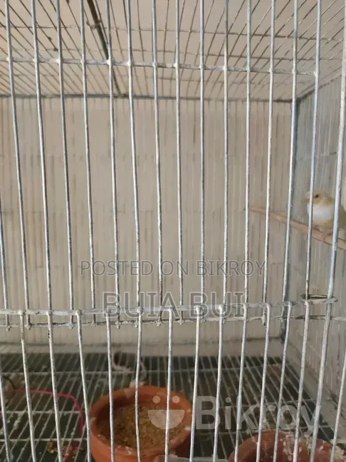 Gouldian Finch