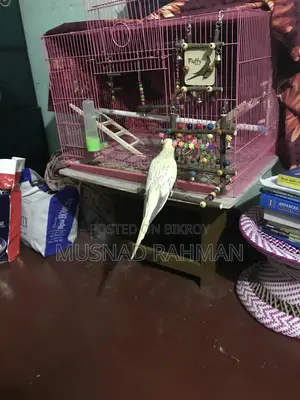পাখির খাঁচা ও খেলনা