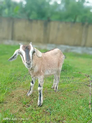 2 Local Goats