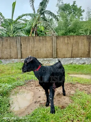 2 Local Goats