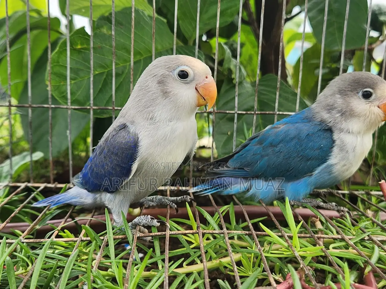 Lovebird Split Baby