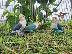 Lovebird Split Baby