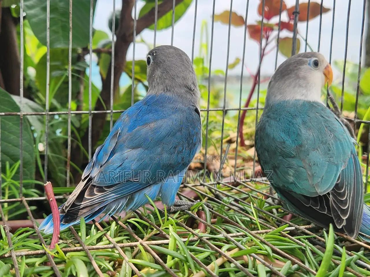 Lovebird Split Baby