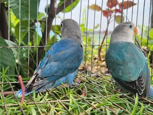 Lovebird Split Baby