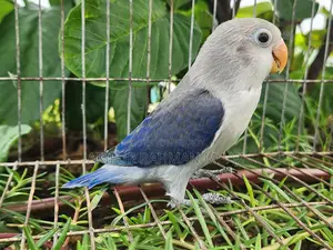 Lovebird Split Baby