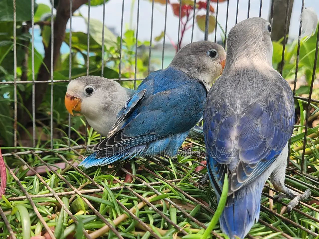 Lovebird Split Baby