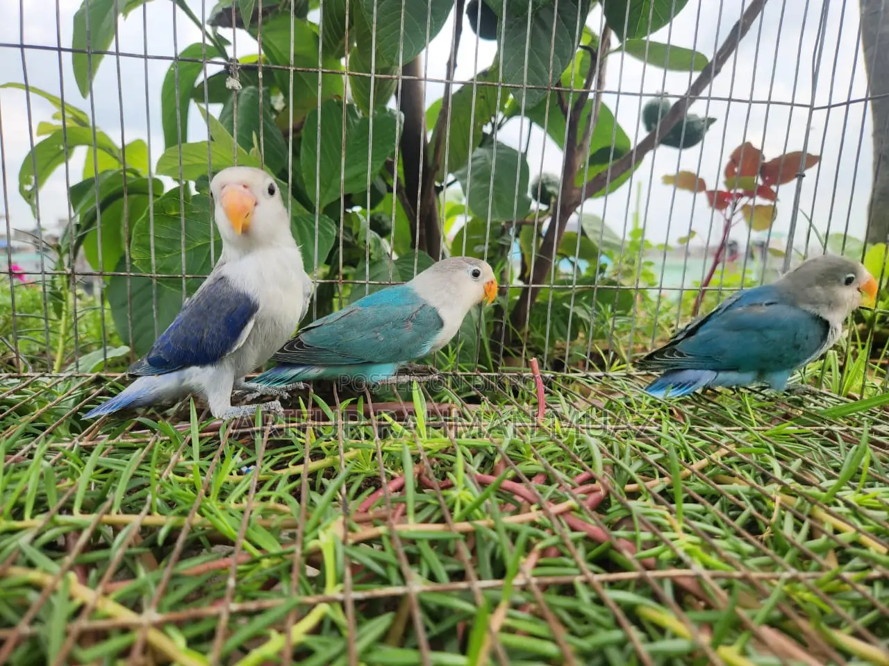 Lovebird Split Baby