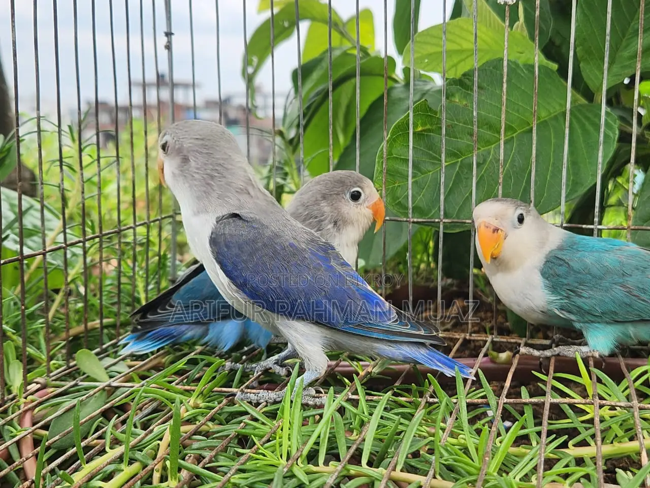 Lovebird Split Baby