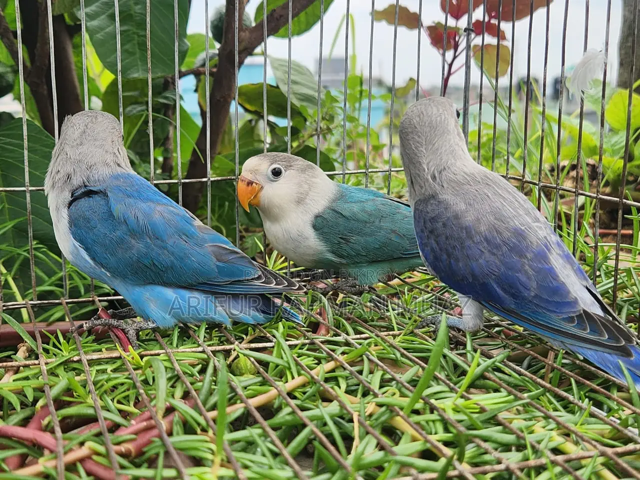 Lovebird Split Baby